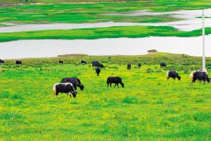 陇西县多措并举拓宽畜草产业融资渠道